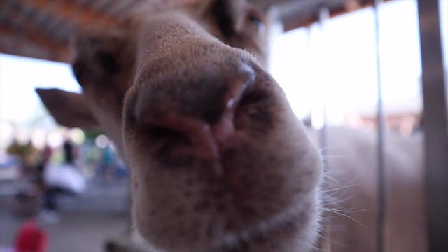 'Try the alternative:' Wisconsin is the leading state in the nation for goat milk production