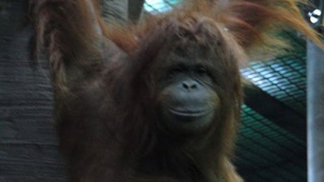 Racine Zoo orangutan, Max turns 27 years old