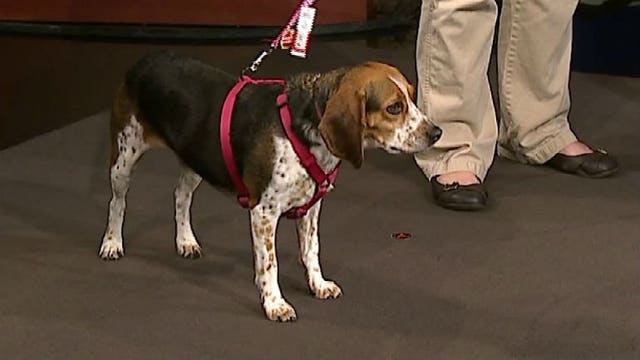 Protecting your pets this holiday weekend