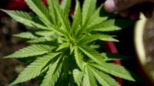 Is Wisconsin ready for the legalization of marijuana?