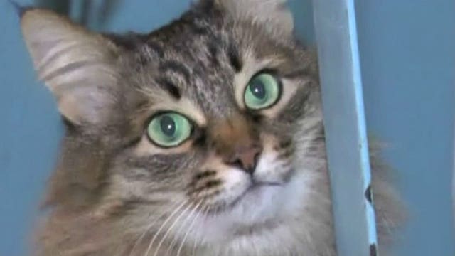 Stray cat hailed a hero after using her body to keep an abandoned baby warm