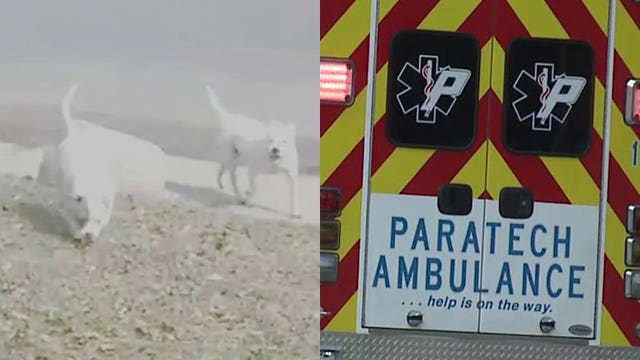 'They just went crazy:' Woman injured in dog attack on Milwaukee's north side, neighbors rattled