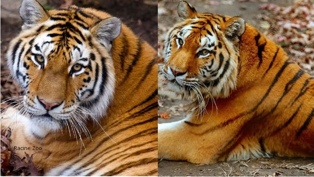 Racine Zoo welcomes Naka, an Amur tiger who's lived in New York, Connecticut