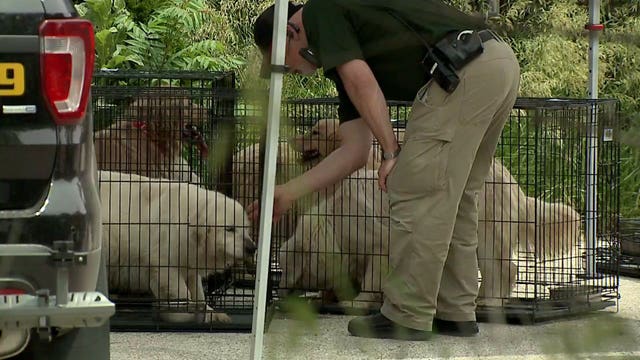Sheboygan Co. Sheriff's Office: 36 dogs seized, removed from location in Town of Wilson