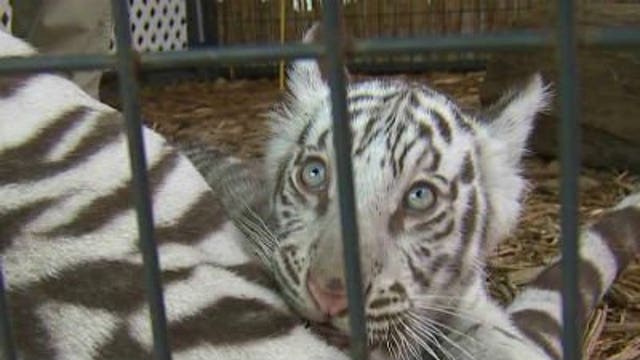 Laura checks out animals, food & fun at Wisconsin State Fair