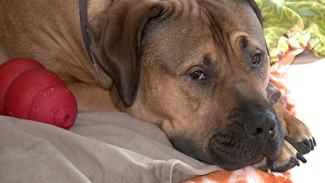 Police: 'Heavily intoxicated' man enters wrong home, sleeps on dog bed with 150-pound Mastiff