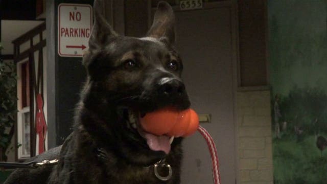 Introducing MPD's newest Bomb Squad members: K9 officers Murdock and Zender