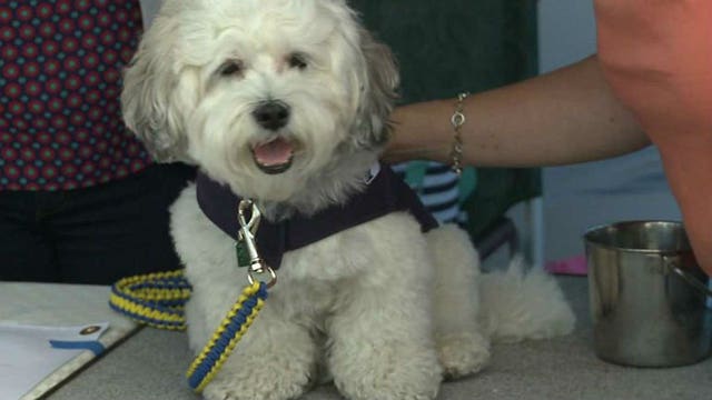 Milwaukee's most famous dog makes appearance at Waukesha Kennel Club's Dog Show