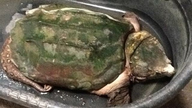 Police investigate case of animal cruelty at Kenosha home