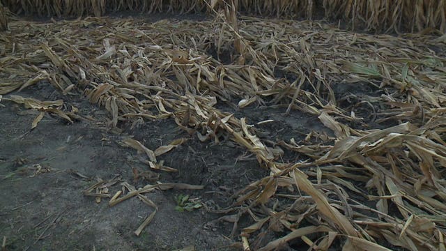 Suspicious death: Body found in Kenosha Co. cornfield believed to be Tywon Anderson