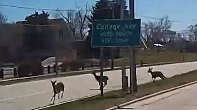 See it: MCTS bus driver encounters wild animals on route -- again