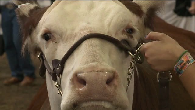Governor's Blue Ribbon Livestock Auction at State Fair a big deal for young people & their future