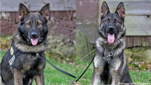 Milwaukee Police Department welcomes 2 brand new K-9 officers -- Enox and Kass