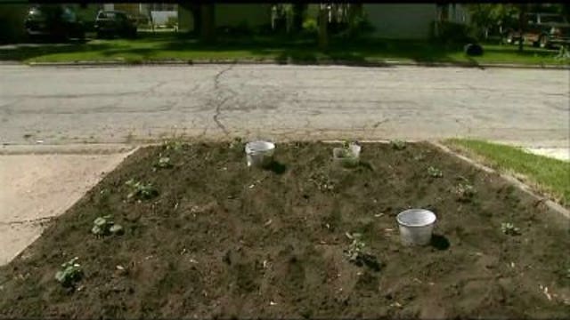 City of Green Bay waging battle over man's lawn garden
