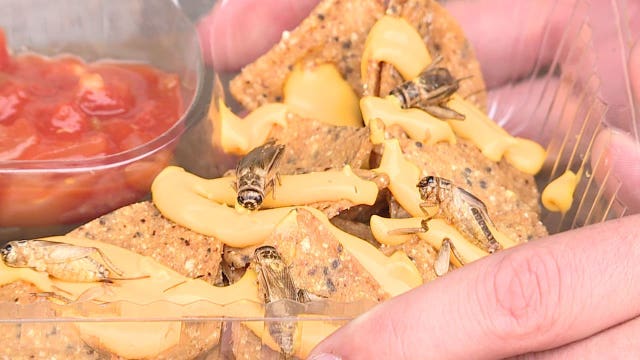 Hungry? From cream puffs to cricket nachos, there's something for everyone at the Wisconsin State Fair!