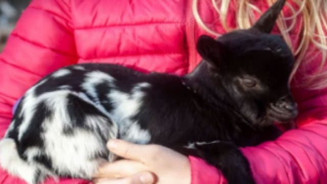 Missouri Humane Society offering baby goat delivery to ease strain of social distancing