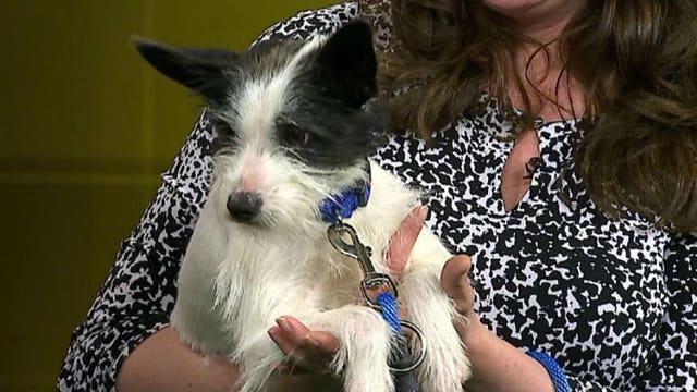 Pup's Picks: This week features Packers, Bills...and Bandit!