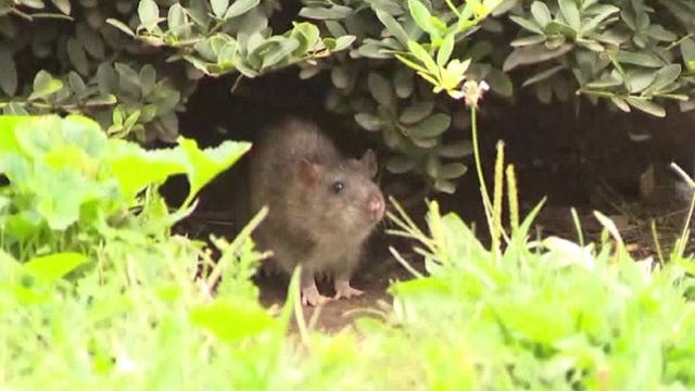 Rats growing aggressive -- even eating each other during pandemic