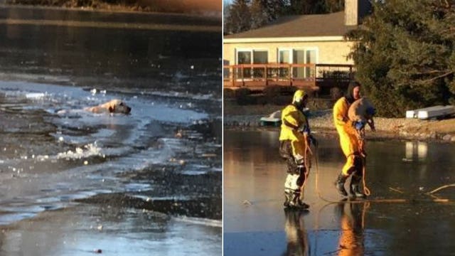 Dog named Charlie rescued from frigid pond after escaping kennel, apparently letting himself out of house