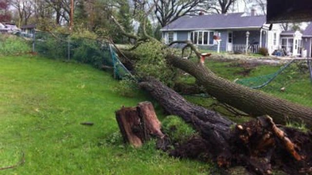 "All of a sudden, WHAM!": Trees toppled by strong winds at Bohners Lake