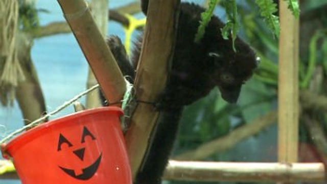 Boo at the Zoo in Racine mixes animals with Halloween fun