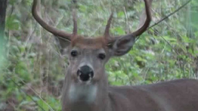 A Cecil the lion case in Wauwatosa? Popular deer named "Bow Tie" poached with crossbow