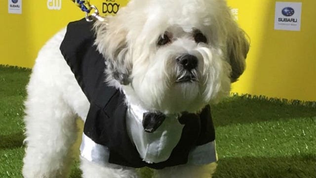 Back to his roots: Hank "The Ballpark Pup" headed to Maryvale Baseball Park this weekend!