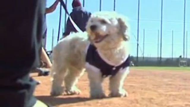 Brewers VP of Comm. says Brewers Hank has found a forever home