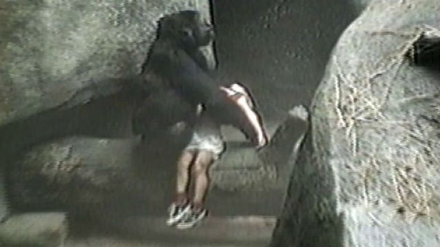 WGN shares incredible video of gorilla rescuing three-year-old boy who fell into pit in 1996