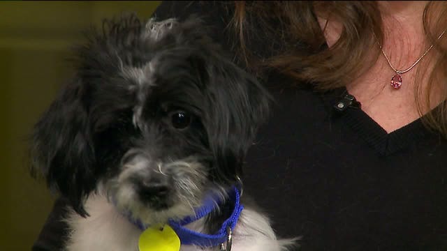 Pups' Picks: Can the Packers keep winning? Will Buddie pick the Packers or the Vikings?