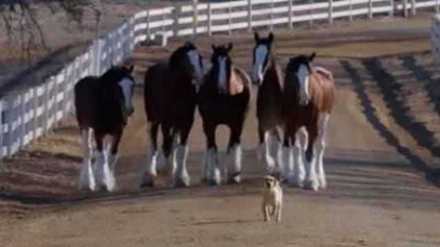 Advertising executive talks this year's Super Bowl ads