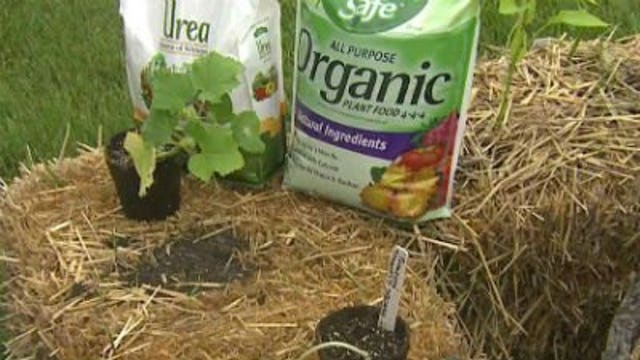 Gardening with straw, thinning and planting strawberries