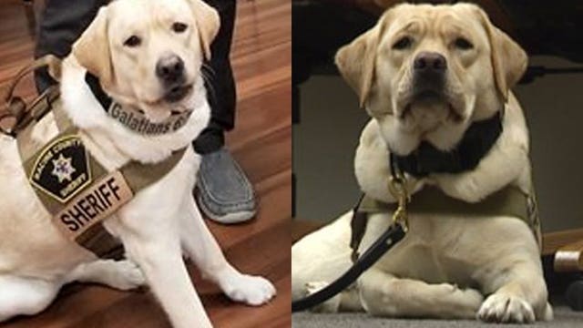 K-9 Officer ‘Karma’ is changing the way the Racine County Sheriff’s Office fights cyber crime