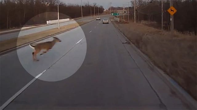 Close encounter of the wild kind: Bus driver avoids collision with deer at crossing