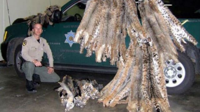 Banned from fishing, hunting and trapping: Man pleads guilty to poaching 60 bobcats & gray foxes