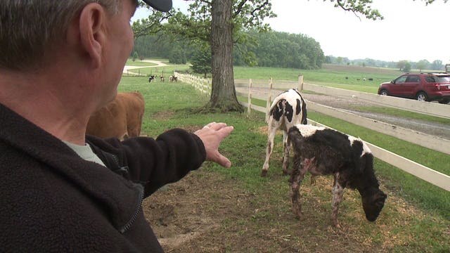Found living in "pretty upsetting" conditions, cattle in Kenosha Co. doing better, dead calves removed