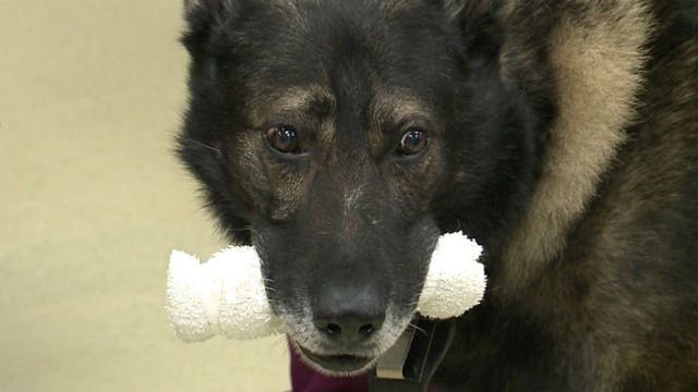 Blood for dogs can only come from other dogs: Canine blood drive set for May 9th