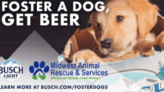 Foster a dog, get beer: Busch Beer offers 3 months' worth for fostering, adopting a pup