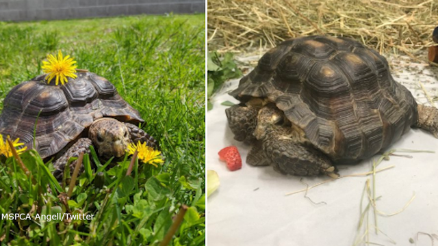 'Ms. Jennifer' the 53-year-old tortoise seeks new home after owner died of COVID-19
