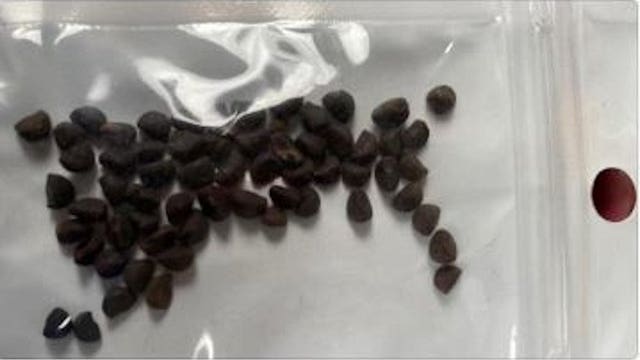 'DO NOT plant them:' Officials in multiple states warn of mysterious seeds received in the mail from China