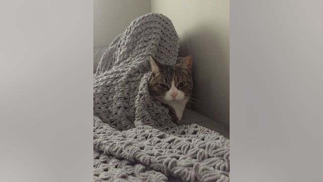 #BrusselsLockdown: Belgians tweet cat pictures during police raids Sunday