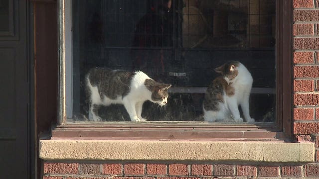 After calls of complaints, West Allis cat rescue center needs new shelter of its own
