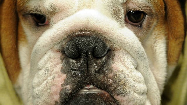 Don't give in to the begging - these Thanksgiving foods are dangerous for your dog