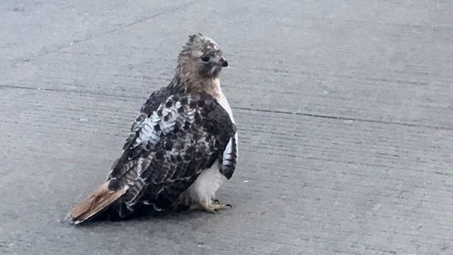 On the mend: Injured hawk gets help after being removed from Waukesha County roadway