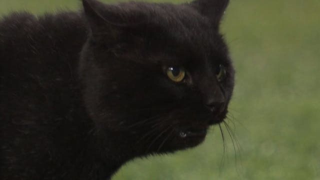 Black cat runs onto field, delays Monday Night Football game