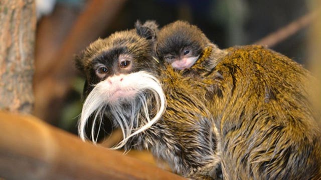 Racine Zoo announces birth of emperor tamarin