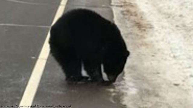 DOT officials capture photos of black bear wandering around on WIS 17 in Oneida County