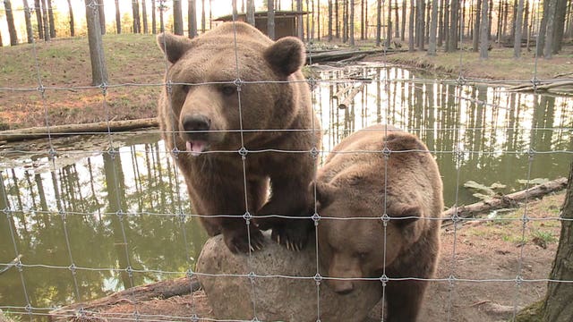 'A safe way for people to come through:' Shalom Wildlife Sanctuary opens drive-through amid pandemic