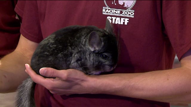 Wrap up the summer by heading to these Racine Zoo events