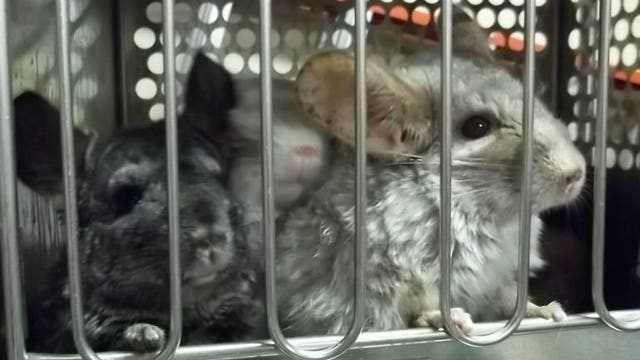 Ready for adoption: More than 300 seized chinchillas need new homes